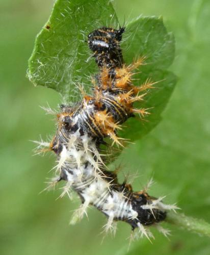 Réf. 257 140 : Polygonia c-album